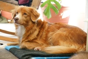 CH. beinnbhreagh 's Rumble Red Rumor