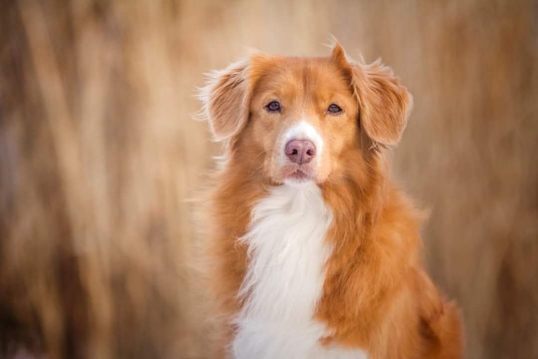 Tuffntendr Red Hot Chilli Laura