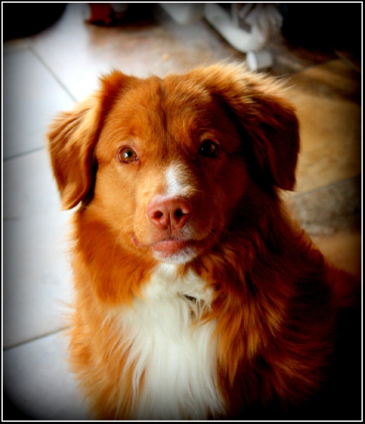 CH. tollwest 's Spicy Tollchester rn cgn