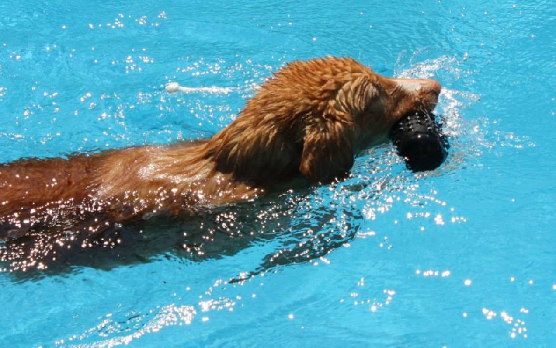 CH. Tuffntendr Precious Prada