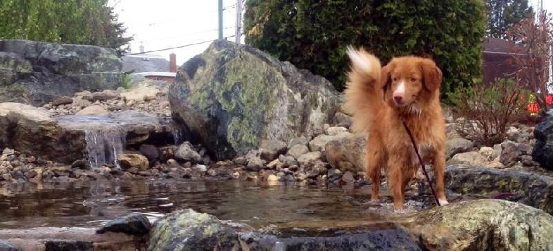 CH. Tuffntendr It's all about love