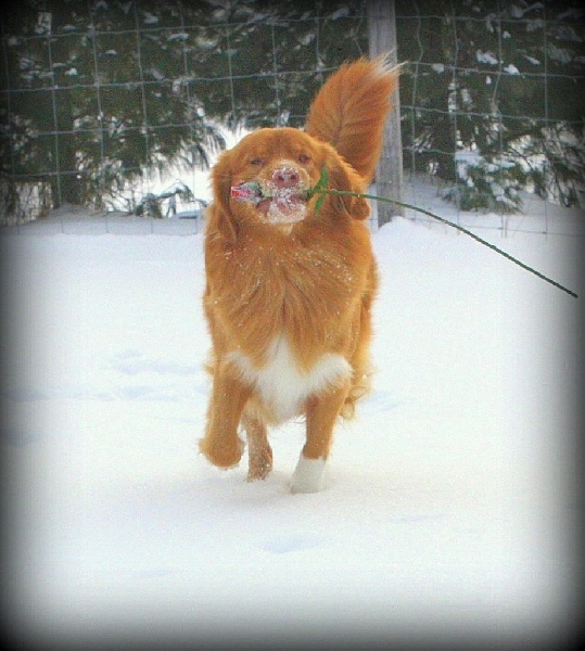 CH. Gold star Sensational Scoop at Tuffntendr