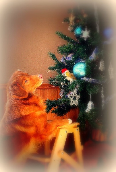 CH. Gold star Paparazzi at Tuffntendr