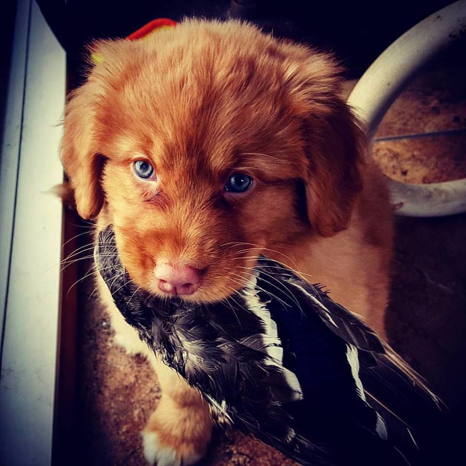 Tuffntendr Bella Stella