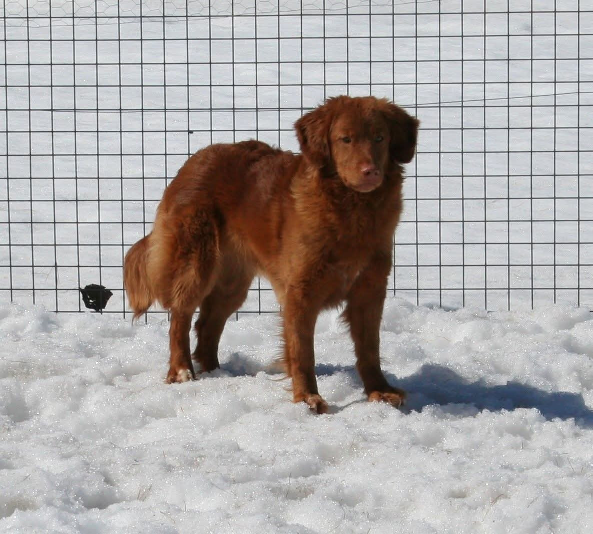 Gold star Kwack Shot for 2 at Tuffntendr