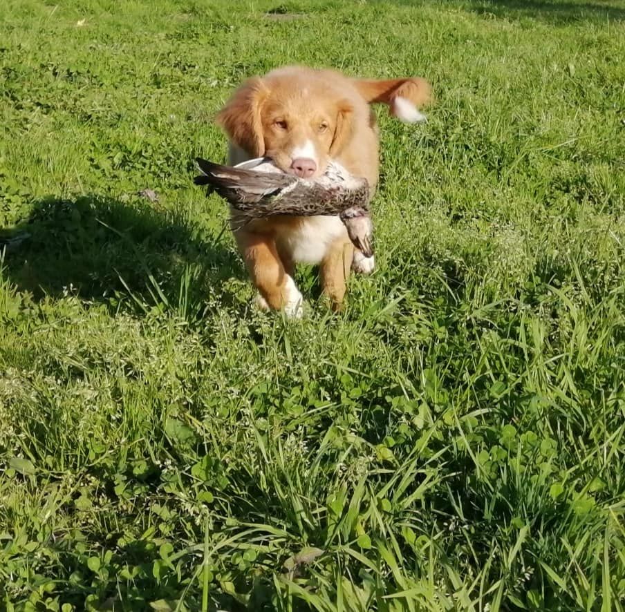 Tuffntendr Worth a Penny