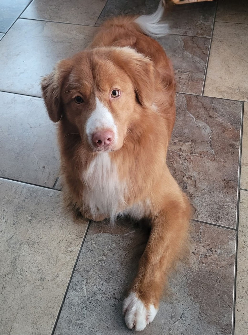 CH. Tuffntendr Spirit of the White Hunter Nanook