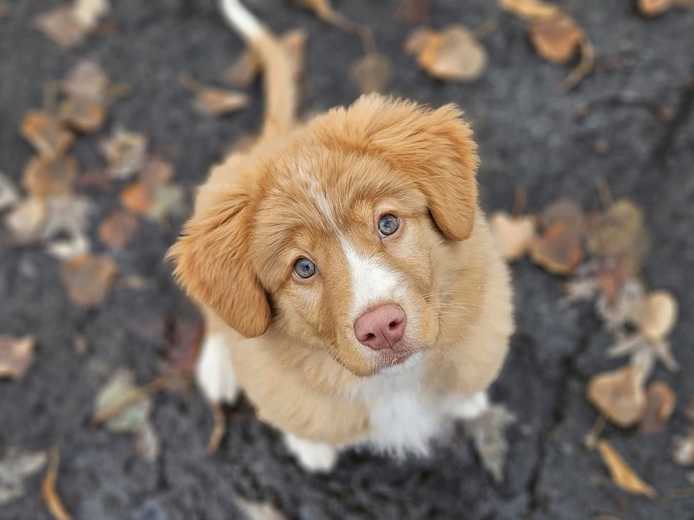 Tuffntendr Callin'the Whisper of the Breeze