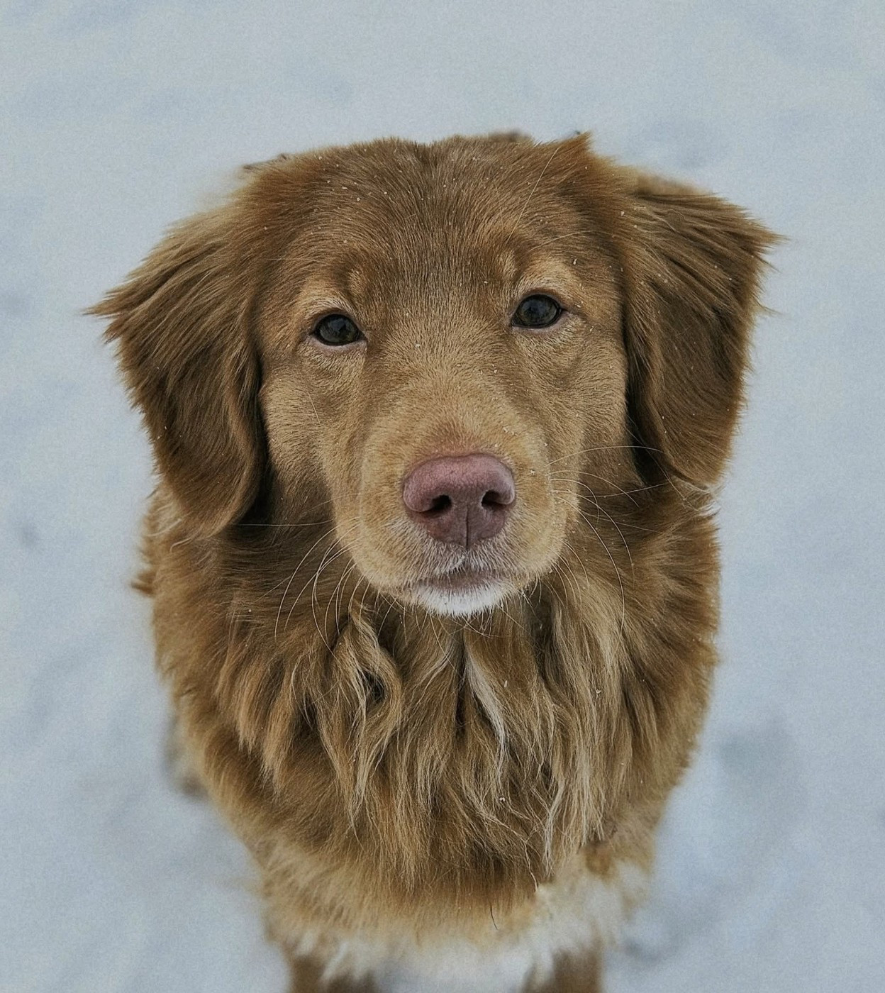 Tuffntendr Love Like an Earthkwack Rumble