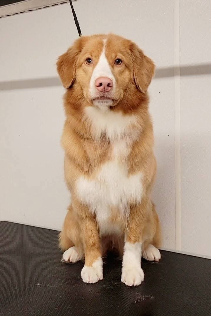 Tuffntendr Born to be an Atomique Wind