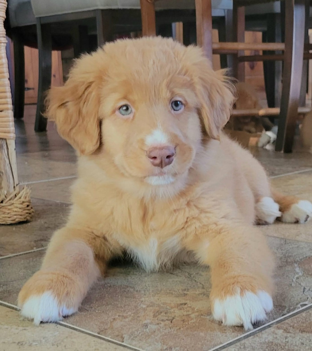 Tuffntendr The Gambler with All Aces