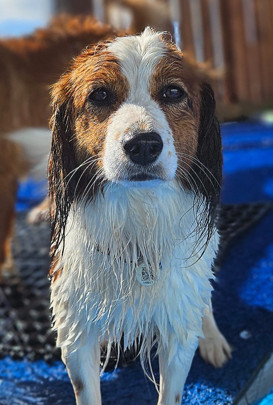 Waterbound Everythings Ducky at Tuffntendr