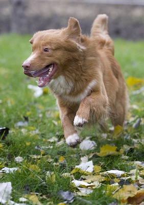 Tuffntendr - Reportage à l'émission ANIMO