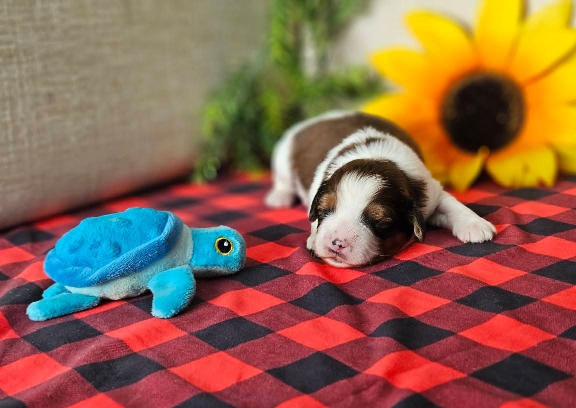 Tuffntendr - Petit chien hollandais de chasse au gibier d'eau - Portée née le 23/11/2025