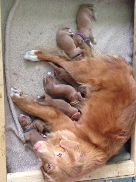 Tuffntendr - Retriever de la Nouvelle-Ecosse - Portée née le 06/02/2014