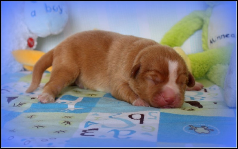 Tuffntendr - Retriever de la Nouvelle-Ecosse - Portée née le 26/05/2014
