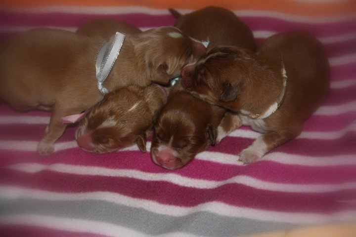 Tuffntendr - Retriever de la Nouvelle-Ecosse - Portée née le 10/06/2011