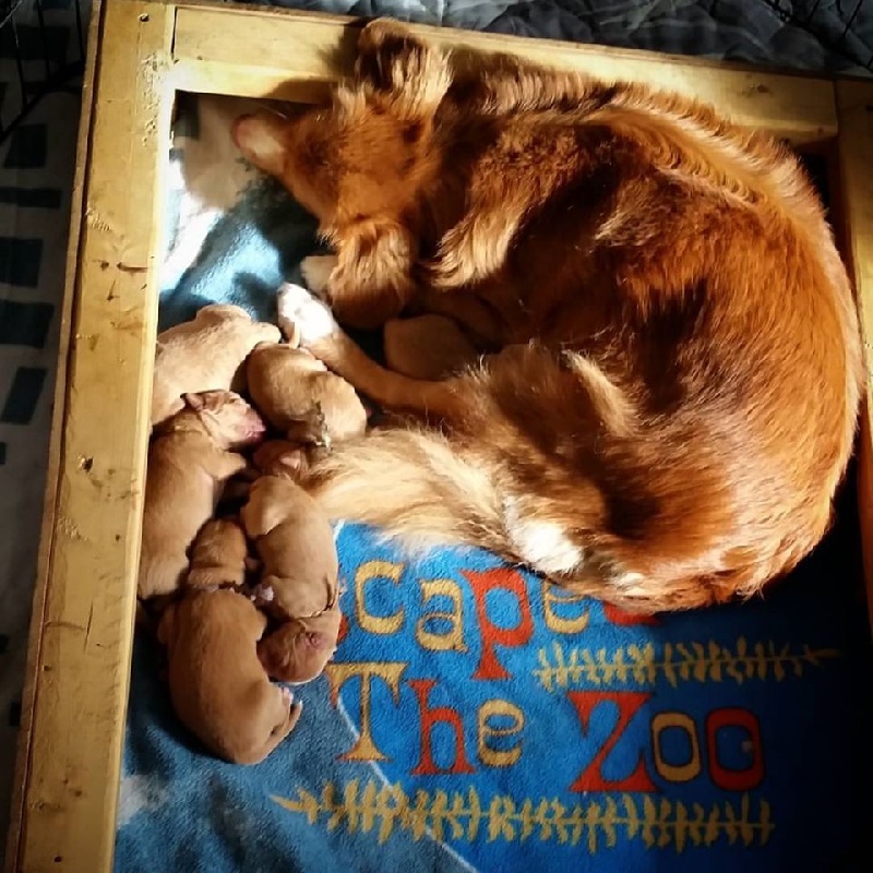 Tuffntendr - Retriever de la Nouvelle-Ecosse - Portée née le 15/10/2015
