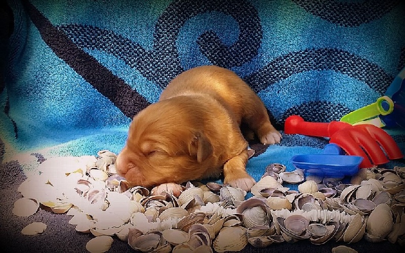 Tuffntendr - Retriever de la Nouvelle-Ecosse - Portée née le 21/06/2015